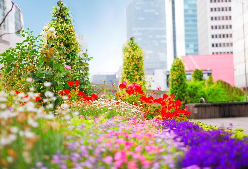 Rooftop gardens in the city