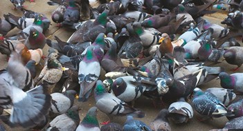 For the Birds For the Birds