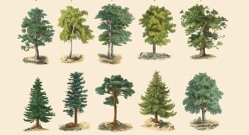 Caring For Trees Caring For Trees